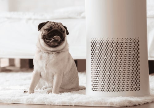 Will an Air Purifier Help with Pet Odors?